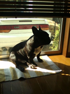 �ЂȂ��ڂ����B