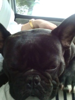 ��T���̕����B���������B