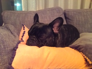 ���̃N�b�V���������C�ɓ���炵���B