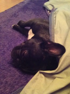 やっぱりこたつが好き☆