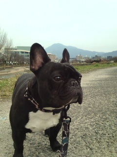 �͌����U�����B