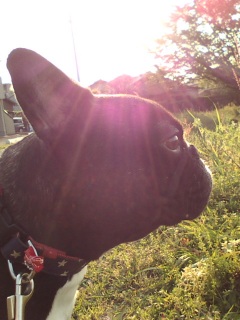 �[�����o�b�N�ɎU�����B