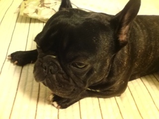 �x�b�h�ŐQ�鏀��