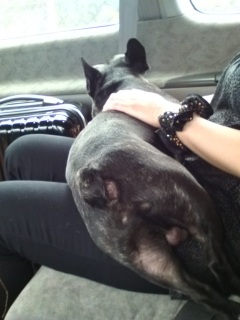 �����͖��̂��Ƃ��D���B