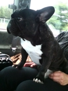 ���̕G�̏�Ŏ������B