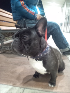 ��̎U���������B