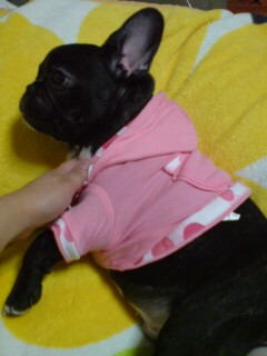 �s���N�[�[��