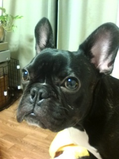 ���ł����H(����)