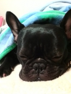 �z�c�ŐQ�Ă܂��B