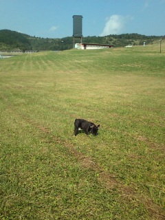 �����Ă������ނ���ނ���B