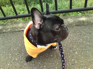 パーカー着てみました。