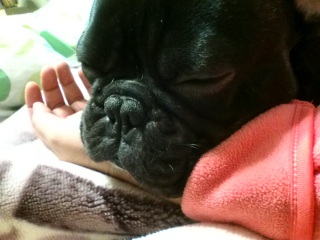 ��񖍂ŐQ�Ă܂��B