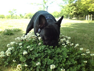 ���Ԃ��ӂ��ӂ��B