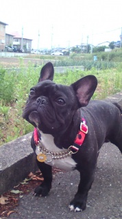 ����������(��)