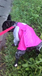 �J�d�l�B�s���N�̃J�b�p�B